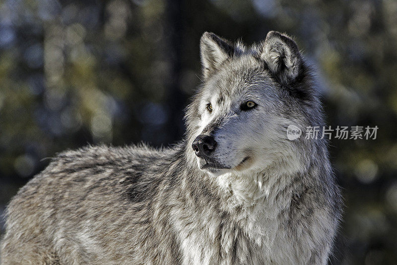 灰狼或灰狼(Canis lupus)是一种原产于北美荒野和偏远地区的犬科动物。